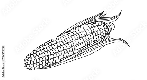 Illustration of a Detailed Black and White Line Drawing of an Ear of Corn with Husk and Kernels, Perfect for Projects
