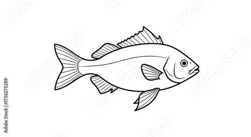 Detailed Line Art Illustration of a Fish Perfect for Education, Design, and Creative Projects - Discover Aquatic Life