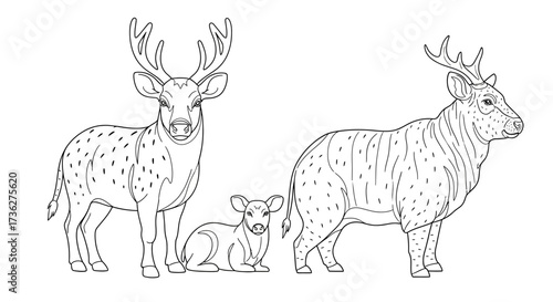 Line art of deer, illustrating the different sizes and forms of the deer species, perfect for educational resources and creative projects