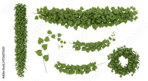 Isolated foliage elements design resource, vines, creeper, foliage, evergreen plants