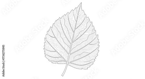 Detailed Facelineart Illustration of a Linden Leaf, Showcasing Vein Structure and Natural Form, perfect for botanical design