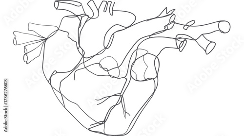 Abstract continuous line drawing of human anatomical heart on white background, medical illustration for health and cardiology