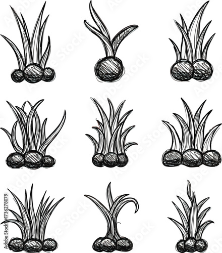 Nine sketched clumps of grass and bulbs, arranged in a grid pattern, with varying amounts of foliage and bulb clusters.