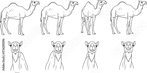 Camel outline sketch, desert animal drawing, dromedary illustration, wildlife vector art, Arabian camel design, safari symbol, nature graphic, transportation artwork