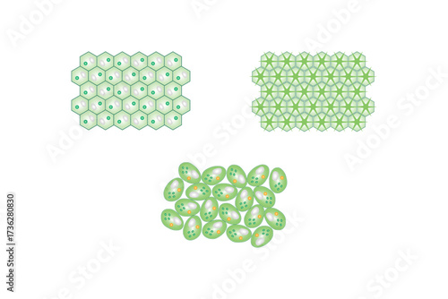 Types of Plant Tissues Science Design. Vector Illustration.
