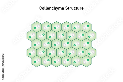 Collenchyma Plant Tissue Structure Science Design. Vector Illustration.