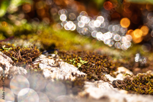 arrière plan en transparence avec billes de bokeh sur paysage macro organique avec roches et mousses , png en transparence
