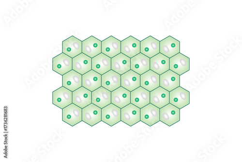 Collenchyma Plant Tissue Structure Science Design. Vector Illustration.
