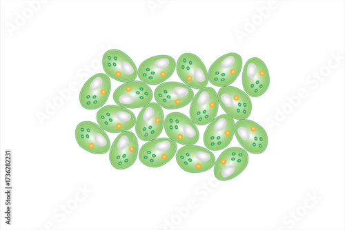 Parenchyma Plant Tissue Structure Science Design. Vector Illustration.