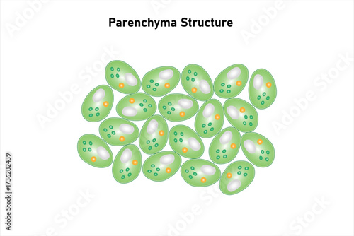 Parenchyma Plant Tissue Structure Science Design. Vector Illustration.