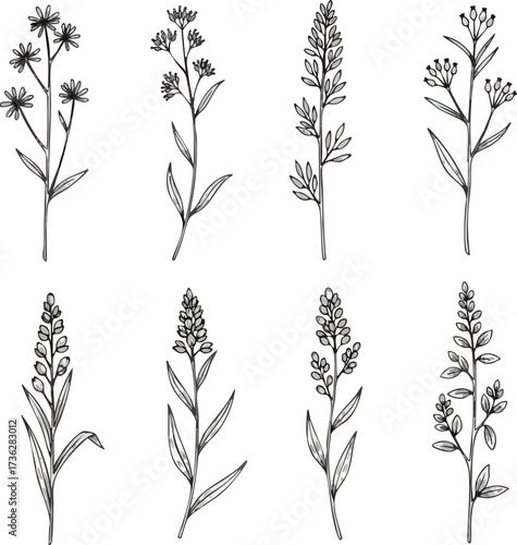 A collection of delicate line drawings depicting various botanical specimens, showcasing diverse floral arrangements and leaf structures on white backgrounds.