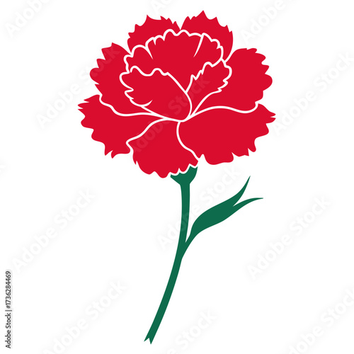 pink carnation flower isolated