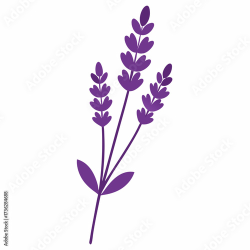 lilac flowers isolated on white background