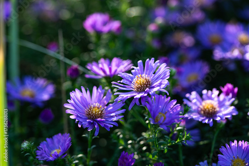 Purple chrysanthemum flowers with dew drops blooming in early morning, chrysanthemum flowers close up in nature background, chrysanthemum flowers blooming in garden in autumn time 