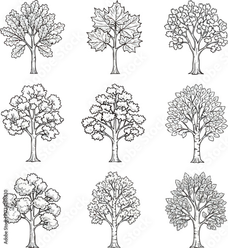 A collection of nine different deciduous trees, illustrated in a detailed black and white, hand-drawn, engraving style.