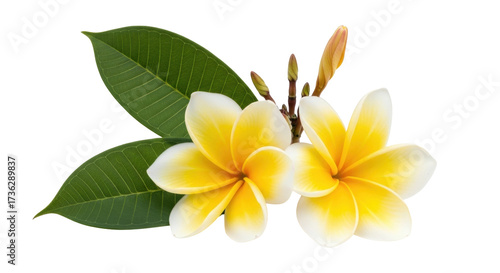 Isolated frangipani flowers and leaves with buds, tropical floral arrangement