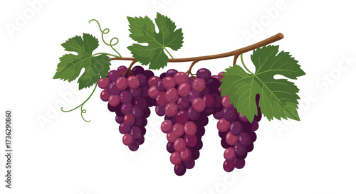 Bunches of ripe red grapes with green leaves hanging from a vine.