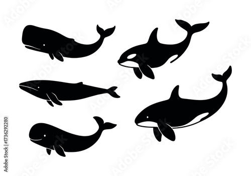 Silhouettes of diverse whale species including orca and sperm whale