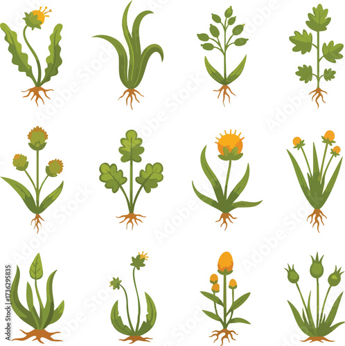 A collection of twelve different illustrated common weeds and wildflowers, each showing its complete root system.