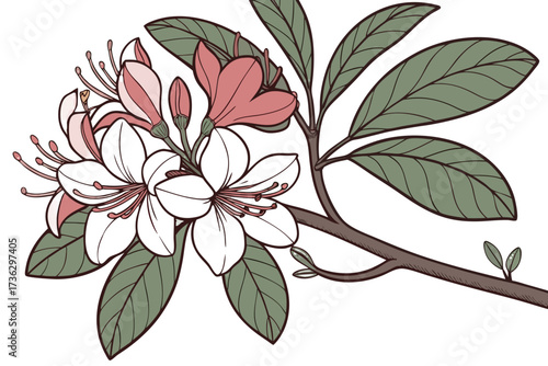 Branch with pink and white azalea flowers and green leaf