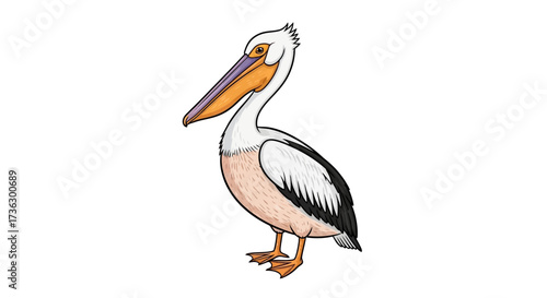 Cartoon pelican with distinct black and white plumage and oversized bill illustration