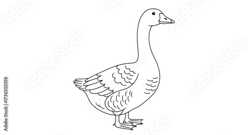 Elegant line drawing of a goose showcasing its graceful neck and patterned feathers