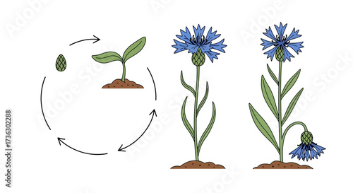 Gentiana flower cycle illustration depicting stages from seed to blooming to wilting