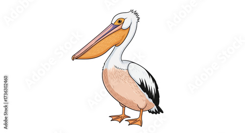 Illustrated American white pelican with distinctive bill and plumage against clean backdrop