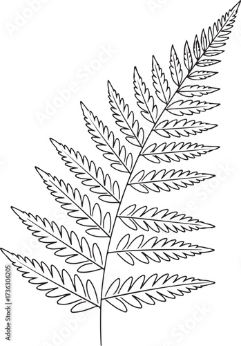 Detailed outline of a fern frond on a white background