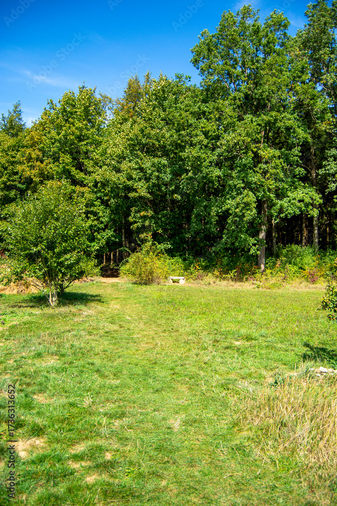 Obraz premium Serene landscape with path leading into forest