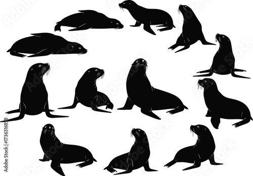 Sea lion silhouette set, animal poses, marine wildlife, vector illustration, black shapes, behavior study, flippers, whiskers, anatomy, design