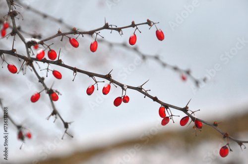  Thorny branches and red berries of barberry bush against a snowy winter landscape.  Japanese Barberry branches in winter. Closeup outdoors photo.