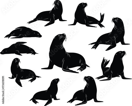Sea lion silhouettes, marine animal poses, black vector icons, wildlife illustration, aquatic mammals, educational design, nature clipart, stock graphic