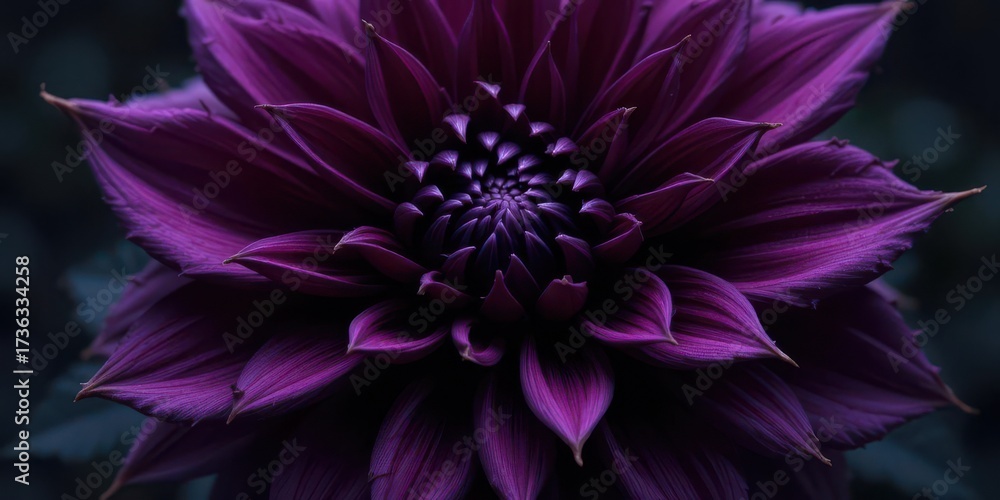 Obraz premium Dramatic Purple Dahlia with Dark Gothic Undertones, Intricate Details