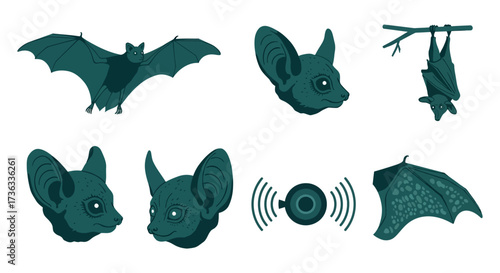bat illustrations set flying bat hanging upside down bat head and echolocation perfect for biology wildlife or halloween designs.