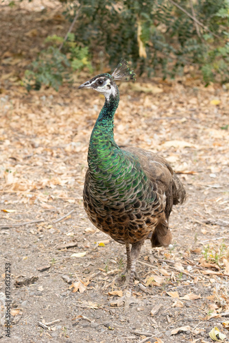 peahen in the park