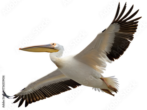 Great white pelican in flight, wings outstretched, isolated on transparent background
