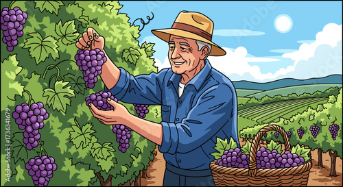 Illustration of senior man harvesting grapes in vineyard picking fresh organic grapes for wine production