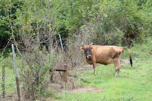 A lonely cow grazing on an abandoned grass