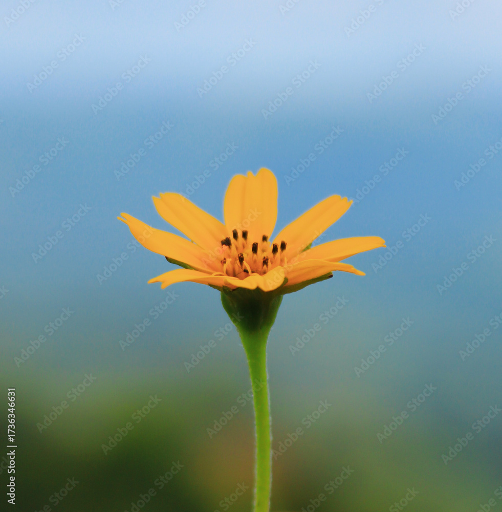 Fototapeta premium Bright Yellow Flower in Bloom