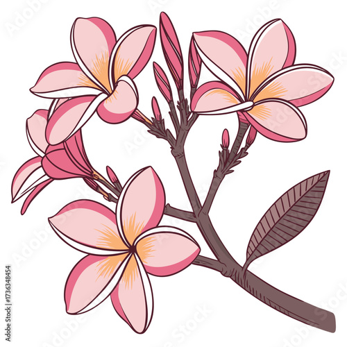 frangipani pink flower on white background 