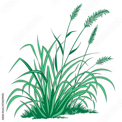 fountain grass green with leaves