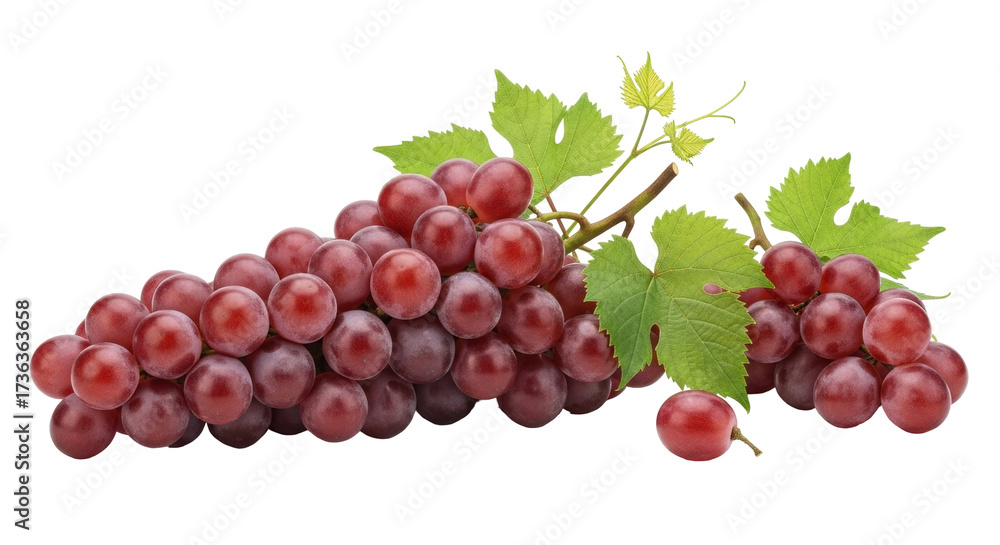 Fototapeta premium Isolated fresh bunch of ripe red grapes with leaves, healthy eating, organic produce