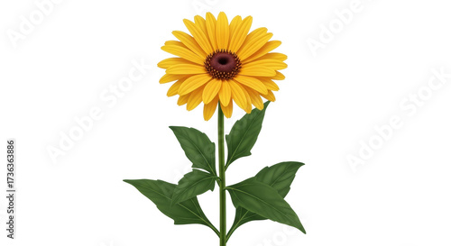 Isolated Rudbeckia hirta flower with yellow petals and green stem, a summer herbaceous plant