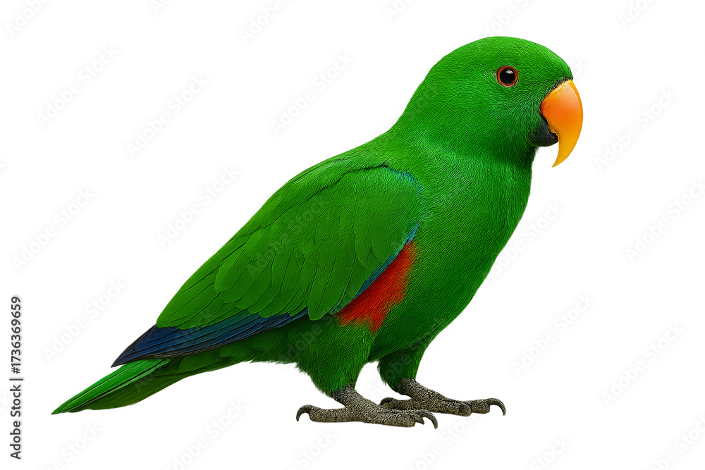 Obraz premium Male eclectus parrot in vivid green, orange beak, side profile