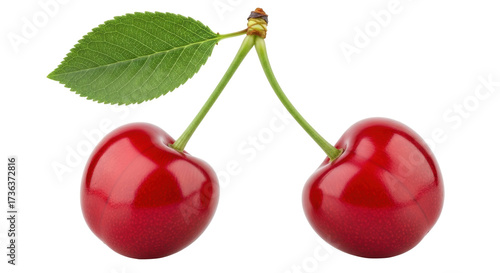 Obraz na plátně Isolated Two ripe cherries with a leaf linked at the stems as one bunch fresh fr