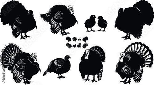 Turkey bird vector illustration, wild turkey, farm animal, Thanksgiving symbol, poultry silhouette, turkey chicks, festive design, nature, traditional holiday icon