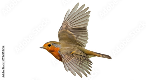 Photos Isolated European robin in flight with outstretched wings against a clean backdr