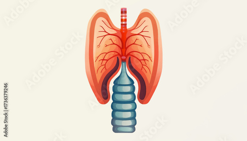 Anatomical illustration of the human thyroid gland, trachea, and surrounding structures.