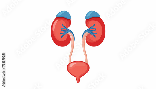 Illustration of the human urinary system featuring the kidneys, ureters, and bladder on a white background.